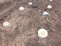 ������㤬��