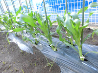 5.22 とうもろこし1