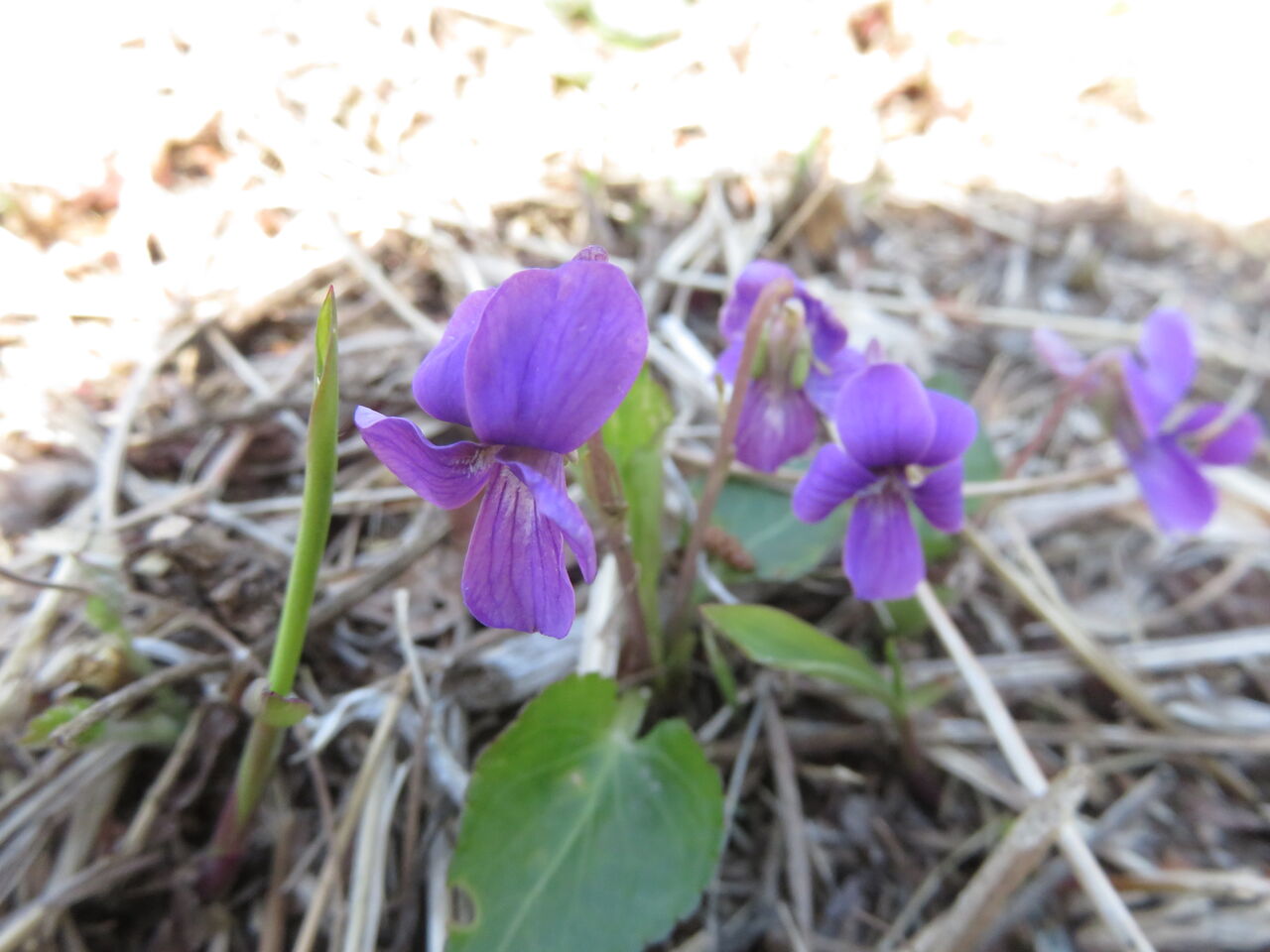 南高尾で花探し まだまだこれからってとこかな Tsu さんの山旅blog