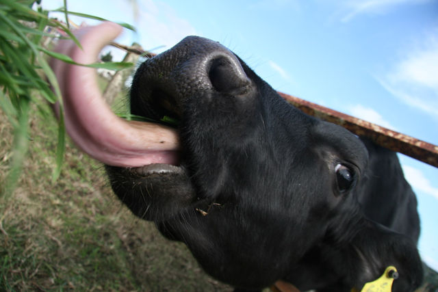牛たん入荷 ヤツゲ亭行進曲