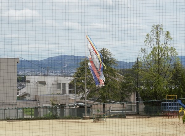 さくら小学校 鯉のぼり-1
