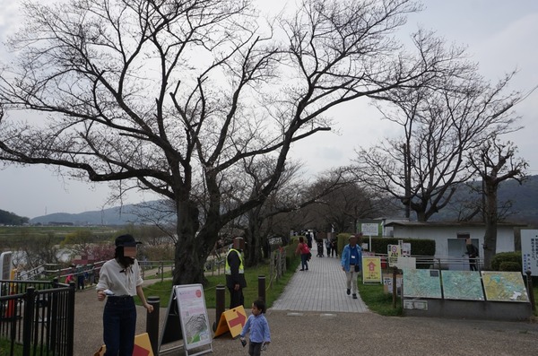 背割堤 さくらまつり 202403315