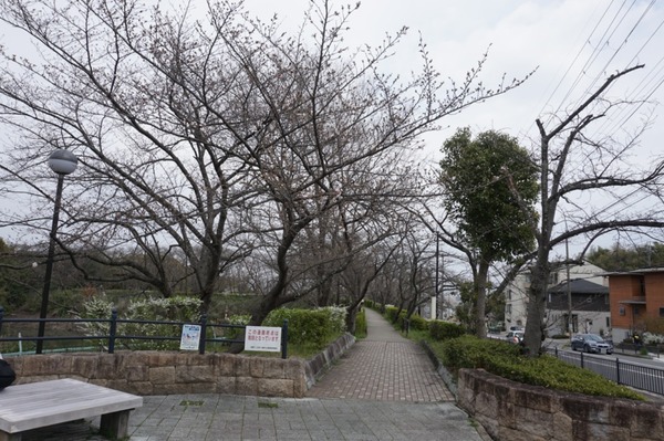 さくら公園 桜が開花-1