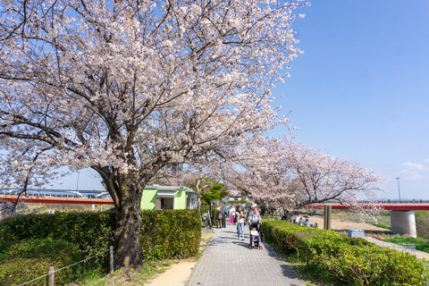 淀川河川公園背割地区-23040317