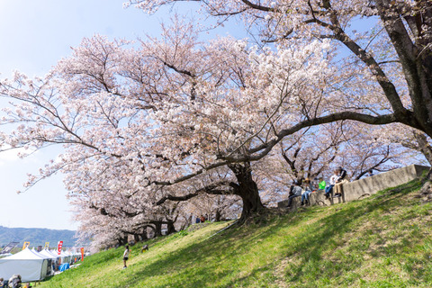 淀川河川公園背割地区-2304034
