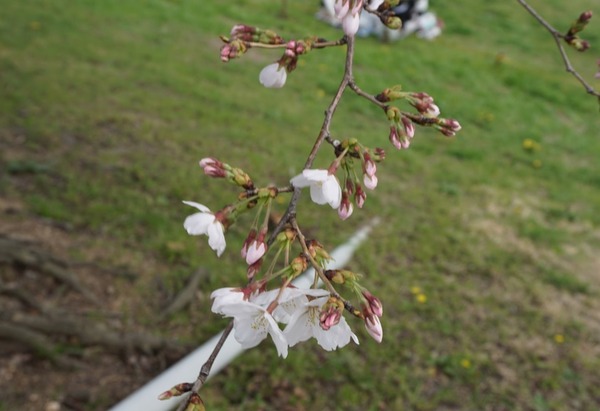 背割堤 さくらまつり 202403317