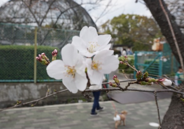 さくら公園 桜が開花-5