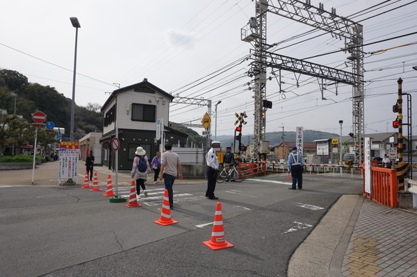 背割堤 さくらまつり 202403311