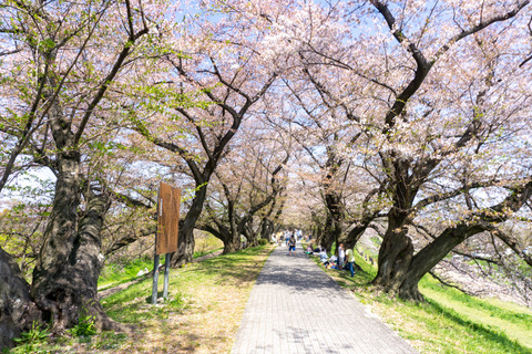 淀川河川公園背割地区-23040313