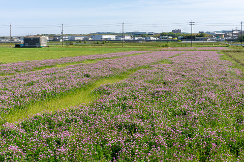 内里 レンゲ-2304231