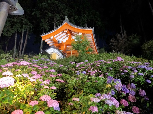 三室戸寺 紫陽花2