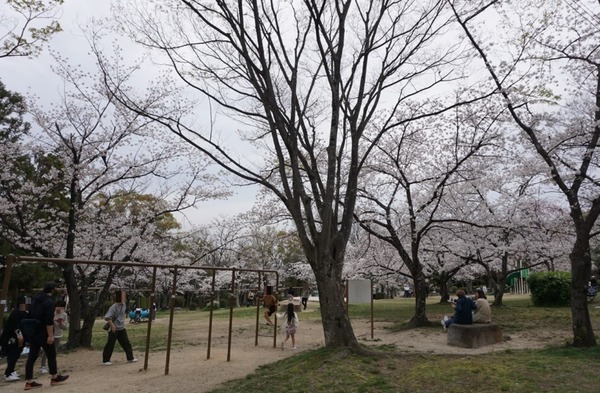 さくら公園の桜が満開 2024年4月-6