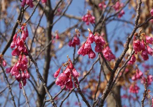 欽明つつじ公園-3