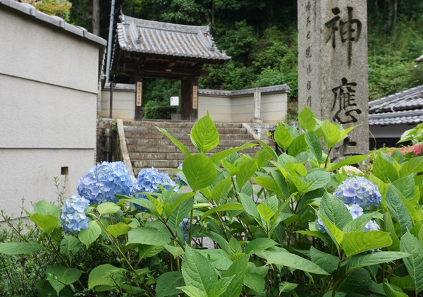 神應寺 2024年6月-1