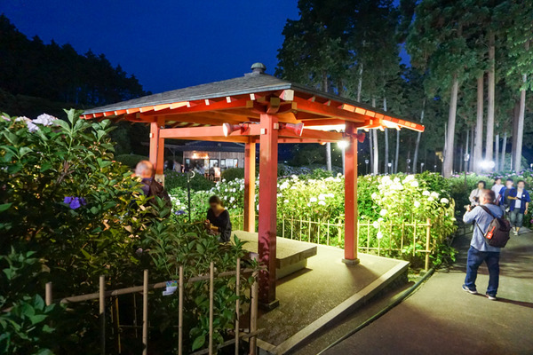 三室戸寺 あじさい -230618-6