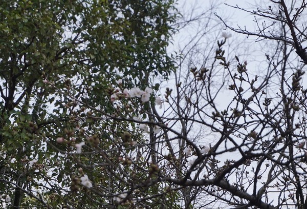 あらかし公園 桜 開花 -4