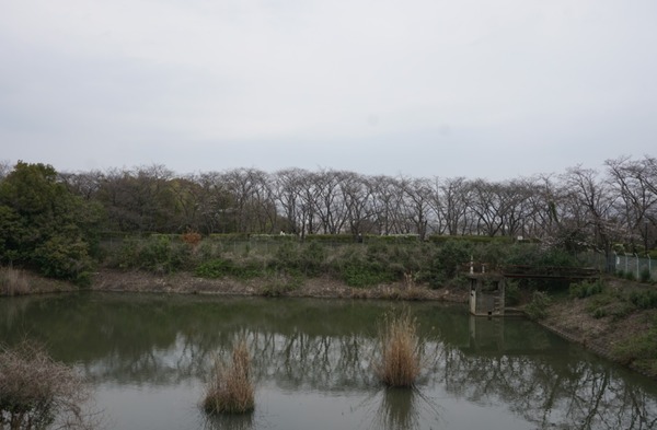 さくら公園 桜が開花-2