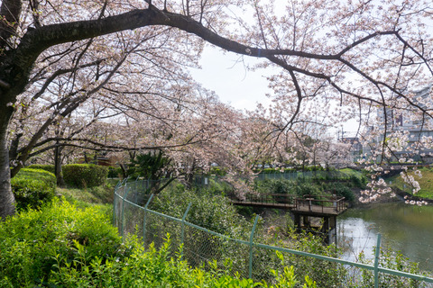 さくら公園　桜-2304027