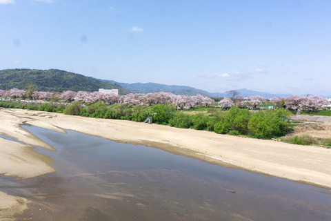 淀川河川公園背割地区-2304031