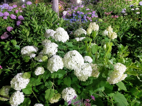 三室戸寺 紫陽花4