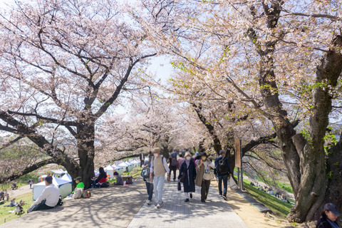 淀川河川公園背割地区-23040315