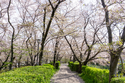 さくら公園　桜-2304026