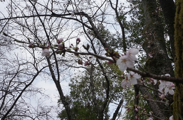 さくら公園 桜が開花-4