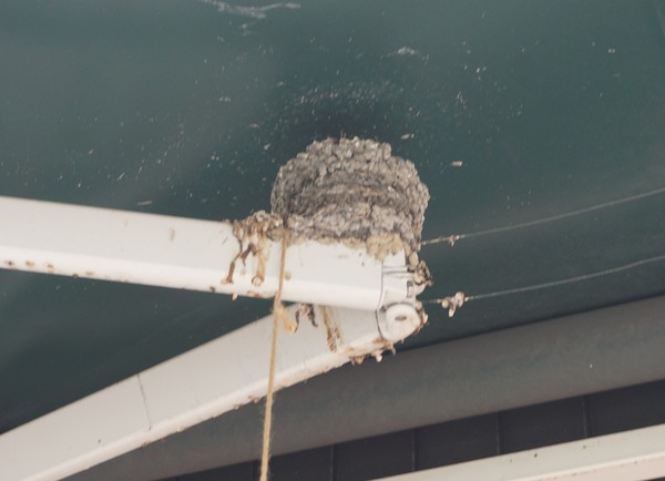 男山泉 ツバメの巣-1