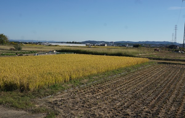 大谷川近くの田んぼ 稲刈り-1