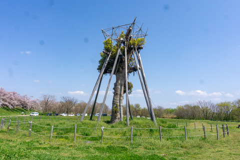 淀川河川公園背割地区-23040310