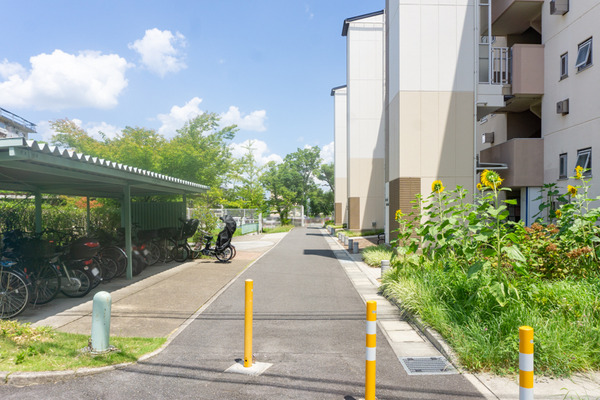 男山石城 向日葵 -230722-3