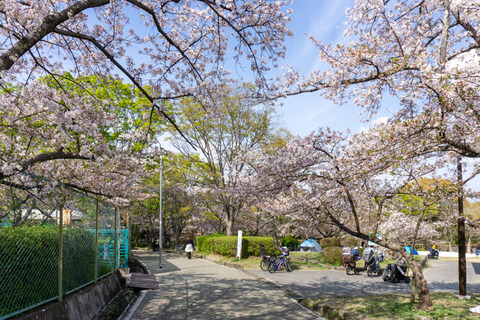 さくら公園　桜-2304029