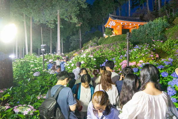 三室戸寺 あじさい -230618-9