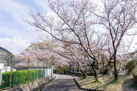 さくら公園　桜-2304022