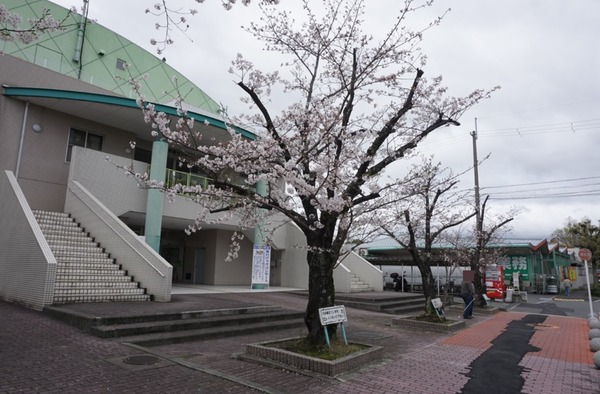 生涯学習センター 桜 2024年4月-2