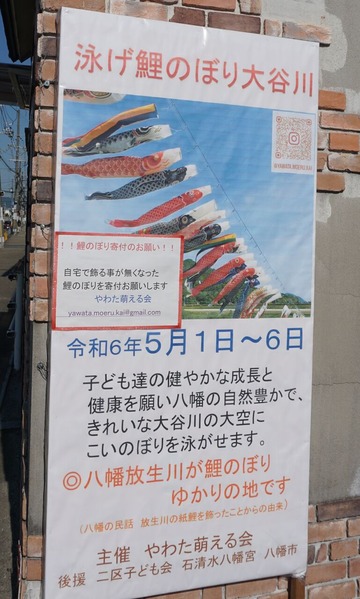 八幡森 鯉のぼり 202405035