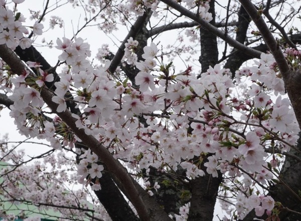 生涯学習センター 桜 2024年4月-4