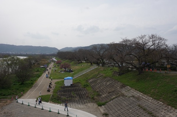 背割堤 さくらまつり 202403313