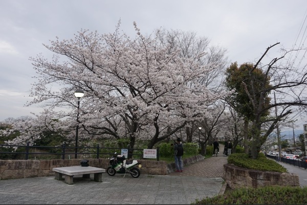 さくら公園の桜が満開 2024年4月-4