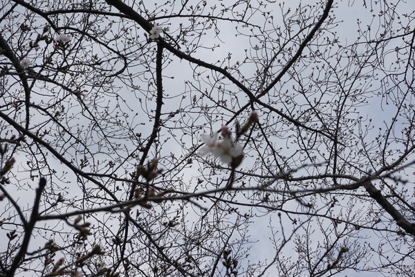 さくら公園 桜が開花-6