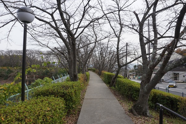 さくら公園 冬景色-2