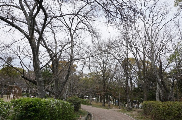 さくら公園 桜が開花-3