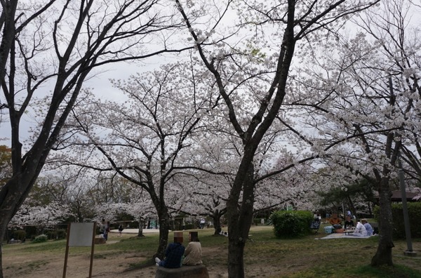 さくら公園の桜が満開 2024年4月-2