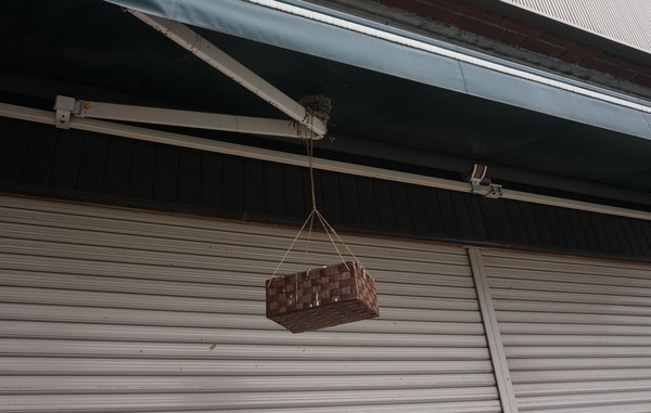 男山泉 ツバメの巣-4