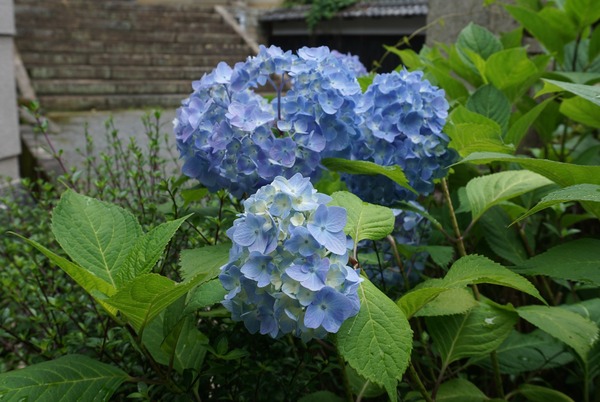 神應寺 2024年6月-2