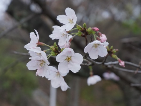 あらかし公園 桜 開花 -1
