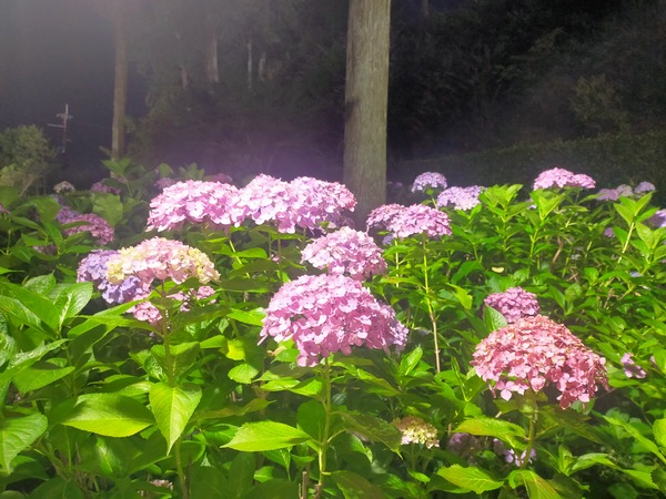 三室戸寺 紫陽花3