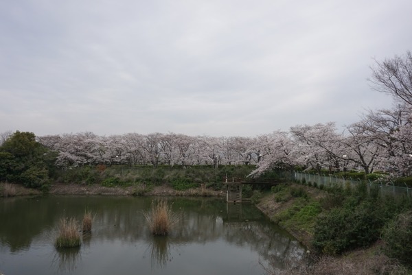 さくら公園の桜が満開 2024年4月-1