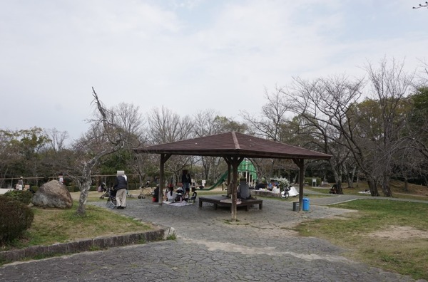 さくら公園 桜が開花-7