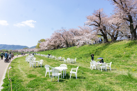 淀川河川公園背割地区-2304038